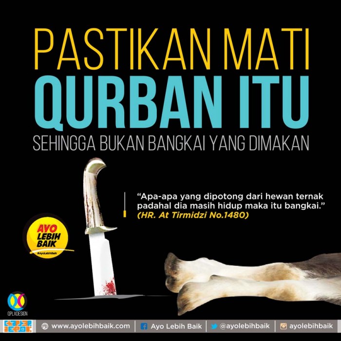 Bolehkah Qurban dengan Hewan yang Sedang Hamil?