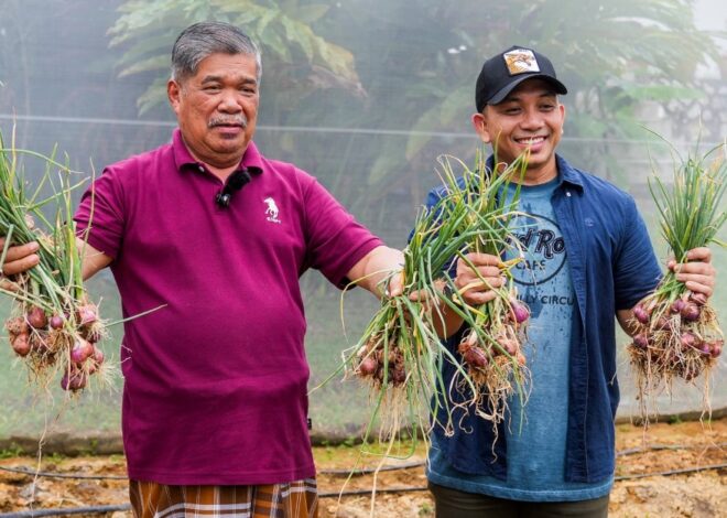 Tanam Tepi Rumah, Mat Sabu Tunjuk Hasil Tuaian Pertama Bawang Merah 