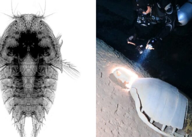 Spesies Baharu Ditemui, Ini 3 Fakta Menarik Tentang “Peltidium Penyu”