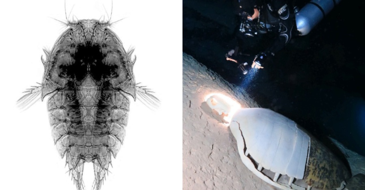 Spesies Baharu Ditemui, Ini 3 Fakta Menarik Tentang “Peltidium Penyu”